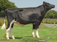 GARCILL - Prim'Holstein